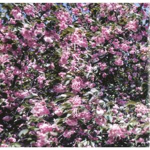 亚洲女被大黑j吧XXⅩXX
